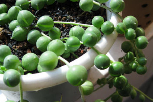 珍珠吊蘭的養(yǎng)殖方法和注意事項(xiàng)