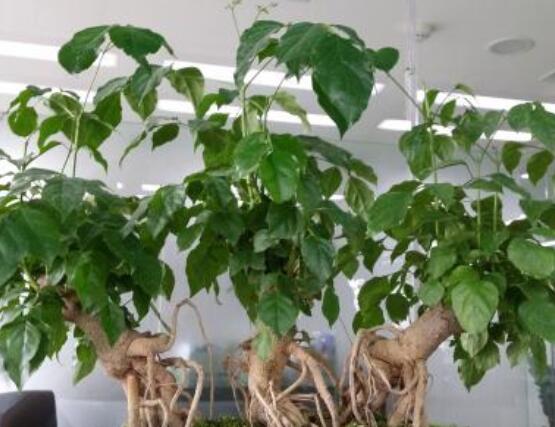 幸福樹開花什么預(yù)兆、寓意著家庭和睦，幸?？鞓?吉兆)