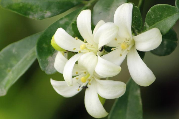 九里香的果實(shí)要及時(shí)摘了嗎