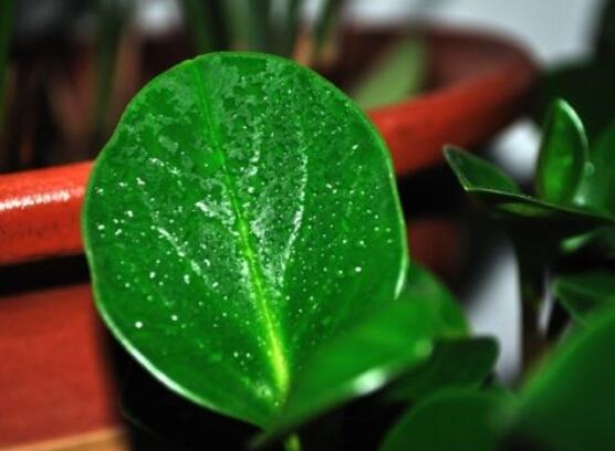 紫邊碧玉的作用以及花語(yǔ)，凈化空氣、活血止痛、跌打損傷