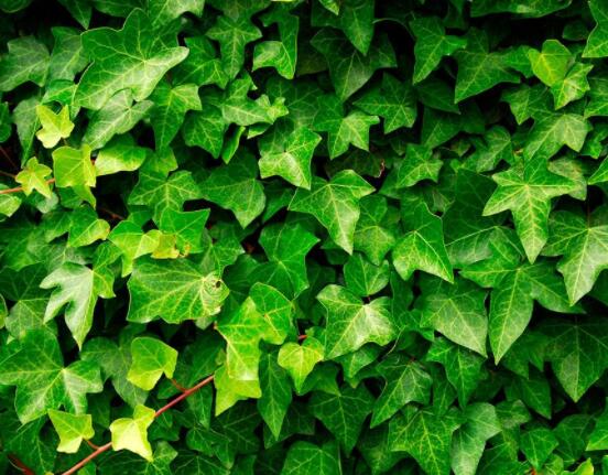 常春藤晚上能放臥室嗎，能/凈化空氣、舒緩身心、擋煞驅(qū)煞