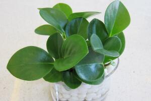 碧玉怎么養(yǎng)，碧玉的養(yǎng)殖方法和注意事項