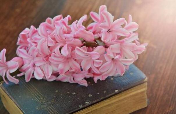 風(fēng)信子花期是什么時(shí)候，不同的品種不同的時(shí)間