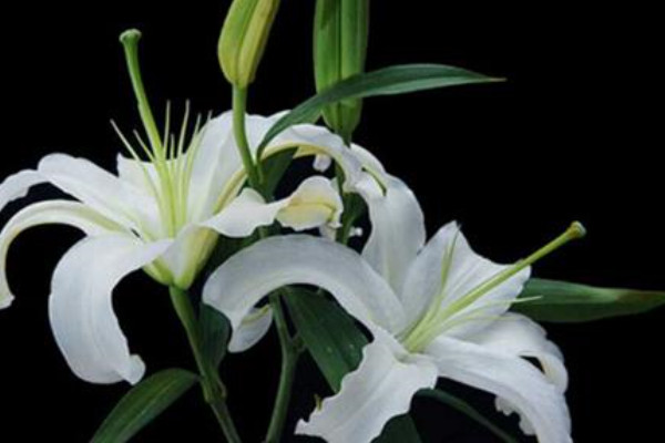 香水百合的養(yǎng)殖方法和注意事項