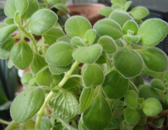 驅(qū)蚊草碰碰香有毒嗎，無毒/凈化空氣、醒腦提神