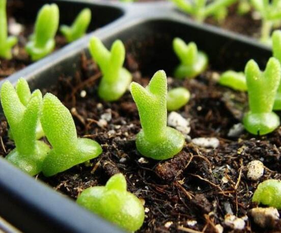 碧光環(huán)爛根怎么辦，兩種爛根防治方法/及時(shí)脫盆修剪消毒