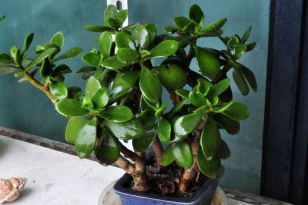 玉樹繁殖方法，葉插繁殖/枝插繁殖/分株繁殖