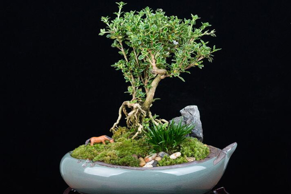 六月雪盆景造型圖解，造型固然重要剪后養(yǎng)護(hù)也不可忽視