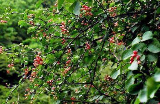 紅豆杉的藥用價(jià)值，盤點(diǎn)紅豆杉六大藥用價(jià)值