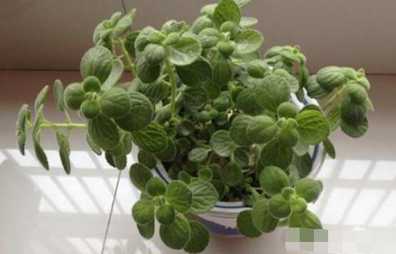 碰碰香怎么扦插，春夏秋季均可/以最基部枝條為主