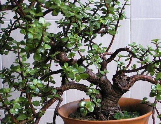 盆栽燕子掌的養(yǎng)殖方法，教你八大基本方法可生長的青翠碧綠