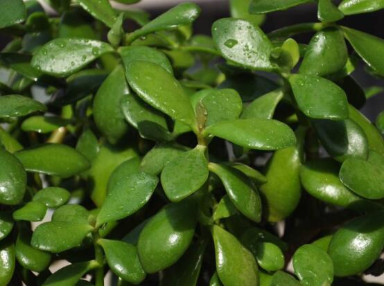 怎么讓玉樹開花，做好這六個要點便可花開爆盆