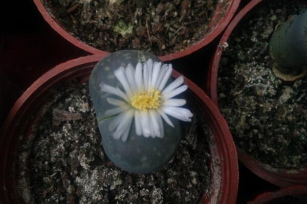 生石花可以活多久，只要養(yǎng)護(hù)得當(dāng)它的壽命可達(dá)百年