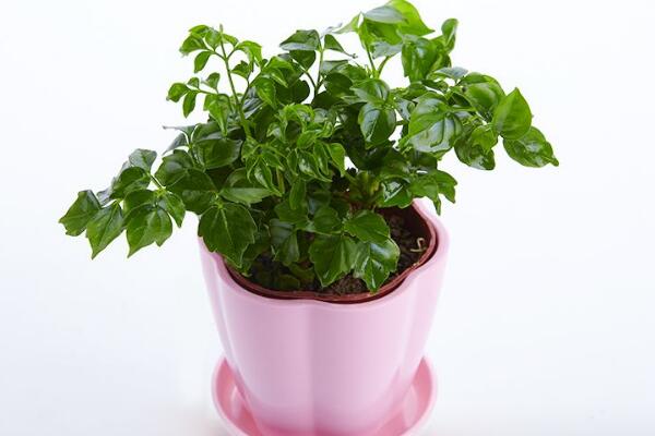 幸福樹(shù)怎么換盆，以下四部必須要做到