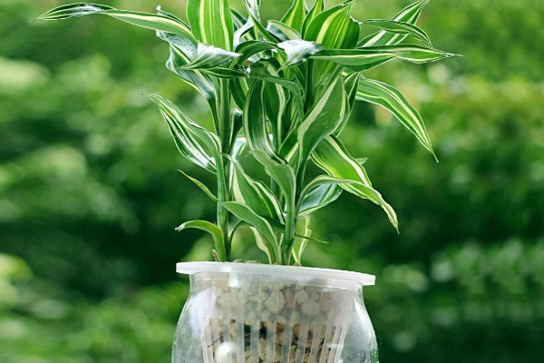 富貴竹扦插繁殖的方法，1~4月份都可以扦插