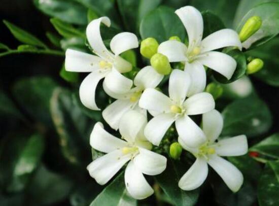 九里香葉子為什么發(fā)黃，九里香葉子發(fā)黃怎么辦