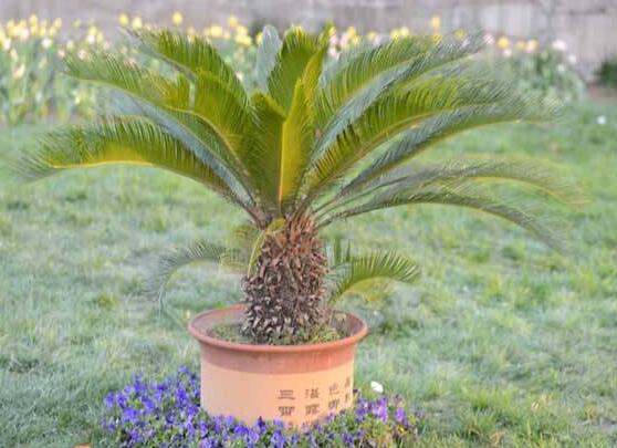 養(yǎng)鐵樹(shù)有什么忌諱，沖擊財(cái)運(yùn)與福運(yùn)/戀愛(ài)結(jié)婚難