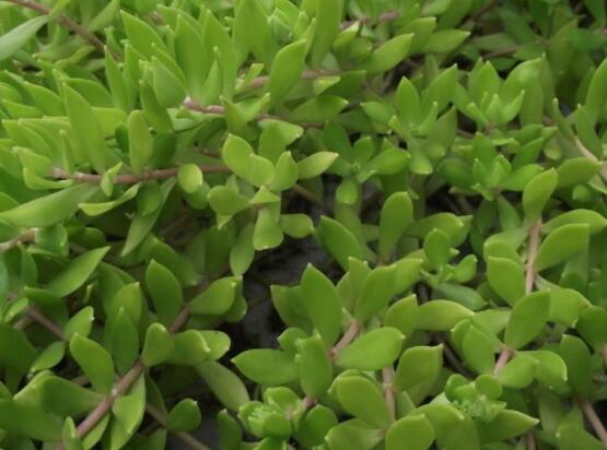 玉樹可以放在室內(nèi)嗎，小心碰觸導(dǎo)致瘙癢、腫痛(有毒)