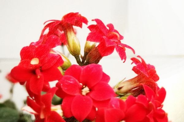 長(zhǎng)壽花怎么才能長(zhǎng)得快