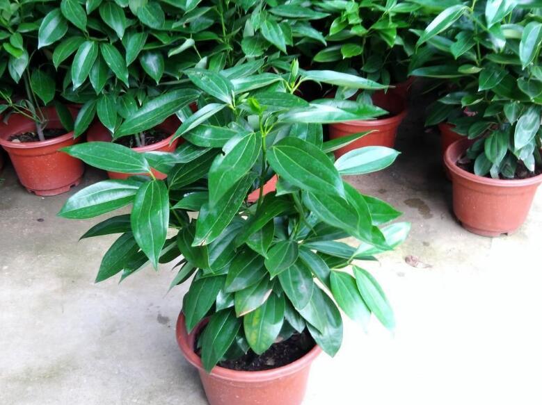 平安樹的功效與作用，保佑平安幸福