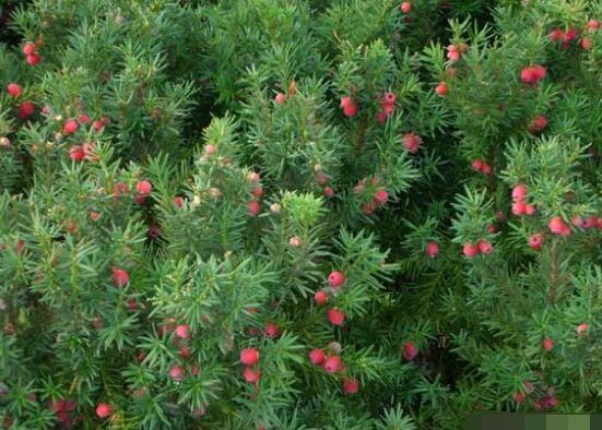 紅豆杉的品種，盤點中國紅豆杉五大品種