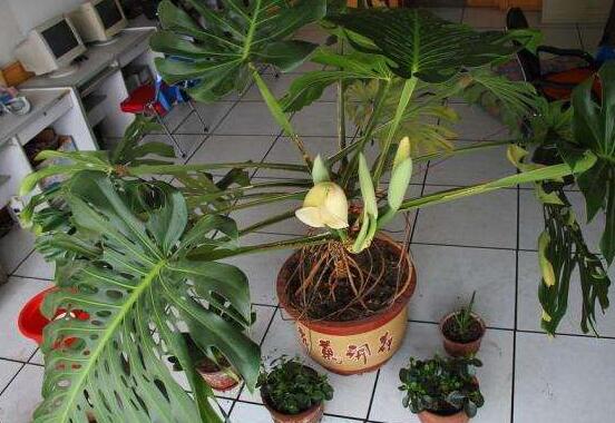 龜背竹用深盆還是淺盆，透氣性強深盆為主(陶盆/紫砂盆/泥瓦盆)