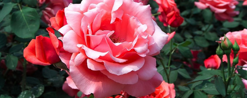 月季僵苗不長(zhǎng)怎么辦