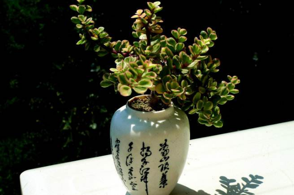 雅樂之舞怎么養(yǎng)成粉色，掌握以下要點是關(guān)鍵