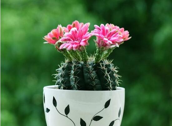 仙人球花語(yǔ)象征與寓意，堅(jiān)強(qiáng)、溫暖、柔弱、孤獨(dú)