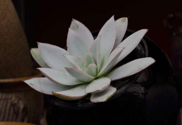 寶石花有毒嗎，無毒且對(duì)痛風(fēng)有著很好的治療效果