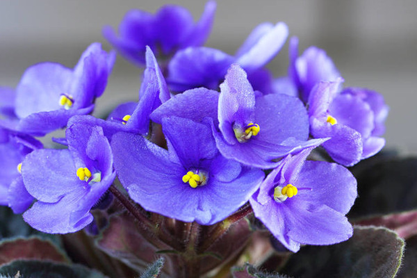 非洲紫羅蘭怎么養(yǎng)