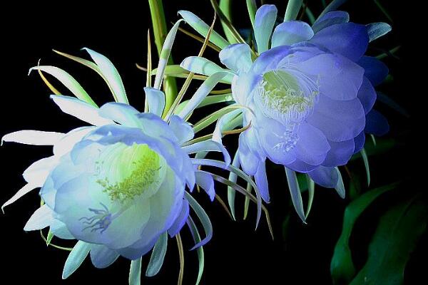 曇花的花語和傳說，曇花一現(xiàn)只為韋陀