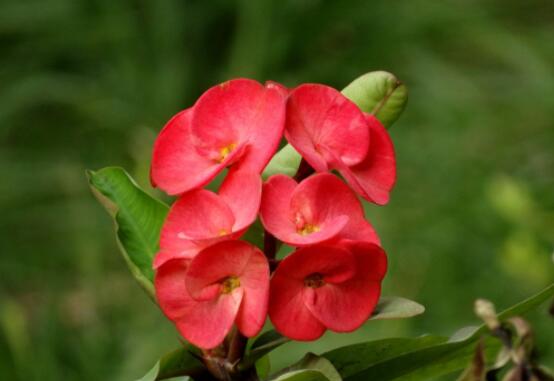 虎刺梅的養(yǎng)殖方法，老農(nóng)總結(jié)六大最實(shí)用基本養(yǎng)殖技巧