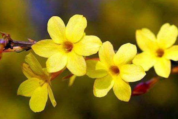 迎春花的養(yǎng)殖方法和注意事項