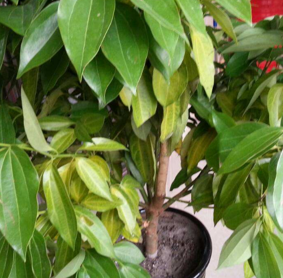 如何給平安樹松土，以樹干為中心、沿周圍輕鏟