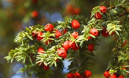 紅豆杉有哪些品種，中國(guó)就有6個(gè)品種