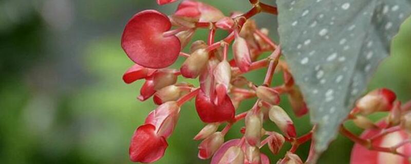 竹葉秋海棠怎樣養(yǎng)護