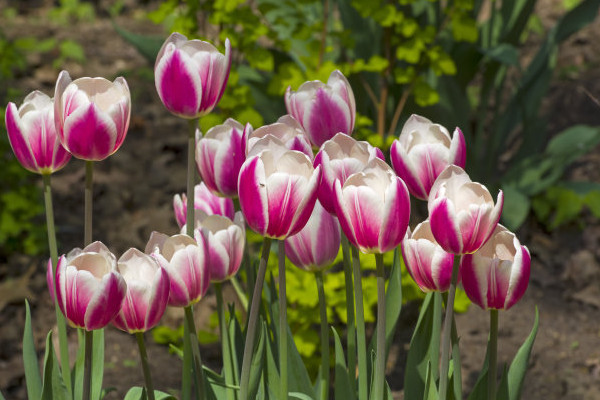 郁金香冬天會不會凍死