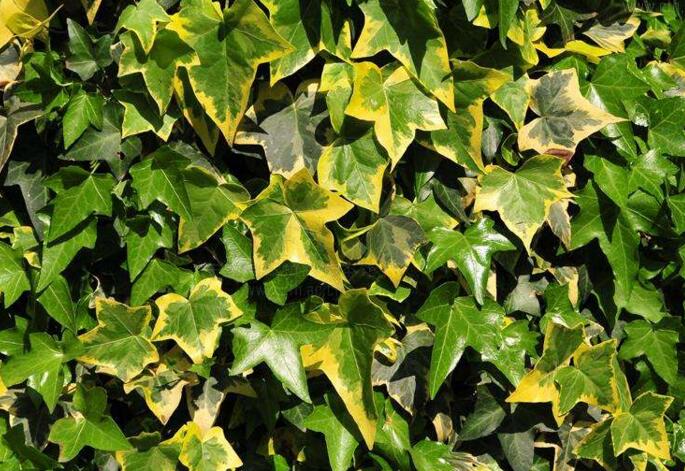 心葉常春藤的養(yǎng)殖方法，環(huán)境濕度很重要