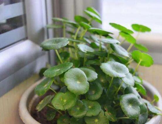水培銅錢草葉子發(fā)黃怎么辦，四種原因以及解決方法