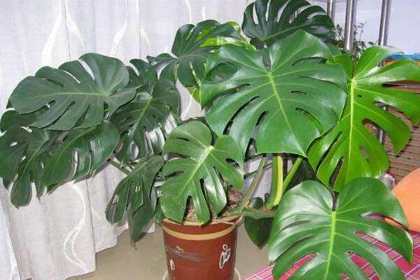 龜背竹一盆養(yǎng)幾棵好，根據(jù)花盆的大小形狀來決定