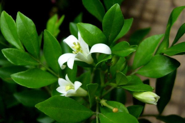 九里香如何長(zhǎng)粗，通過(guò)光照、溫度、施肥、修剪4步進(jìn)行