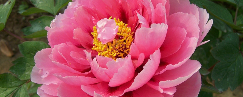 盆栽牡丹花養(yǎng)殖事項(xiàng)