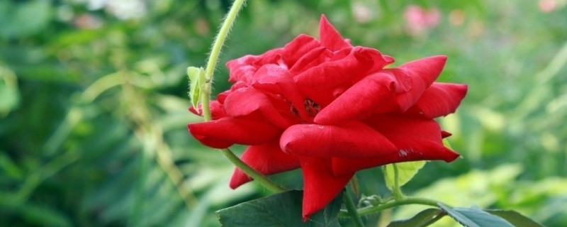 玫瑰花有蟲(chóng)怎么辦