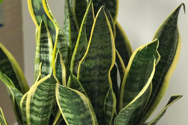 虎皮蘭冬天怎么養(yǎng)護(hù)