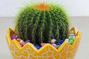 仙人球能治什么病，仙人球的作用與功效