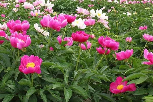 芍藥的春季養(yǎng)護(hù)及管理