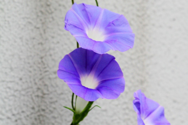 室外怎么養(yǎng)牽?；? src="/nongchan/d/file/20201223/rcsngzvfljg.jpg" / data-YhKE="erXcGP"></p>
<p data-Xhmj="dITNji">
	在室外養(yǎng)護(hù)牽?；〞r(shí)需要使用合適的土壤。牽?；ㄟm合生長(zhǎng)在營(yíng)養(yǎng)含量較為豐富、排水性較好的土壤中，所以在種植牽?；〞r(shí)最好使用微量元素含量較為豐富、土質(zhì)較為疏松的腐殖土，并且在種植前需要將土壤中的雜質(zhì)清理干凈。</p>
<p data-NJ4q="D3MEBp">
	<strong data-qNo3="GJzLDG">2、充足光照</strong></p>
<p data-nJ74="UZmLsP">
	<img alt=