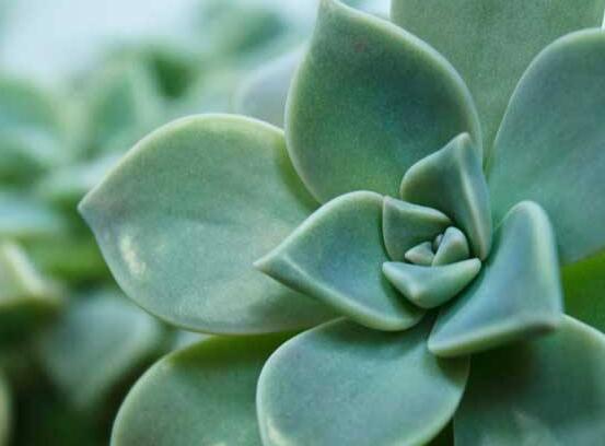 寶石花應該怎么養(yǎng)，只要全面掌握五個要點生長無憂