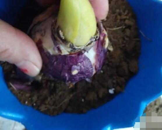 風(fēng)信子怎么種，老農(nóng)總結(jié)最簡單有效五個步驟